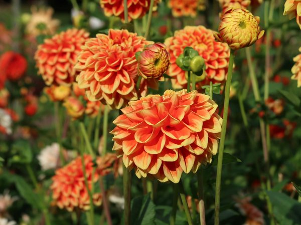 Comprendre l'Influence du Prêt Immobilier sur Vos Finances : Essentiel à Savoir